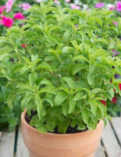 stevia1 400 01.jpg