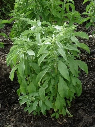 stevia plant garden 500x500.jpg