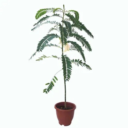 cloud farm hybrid bok phool zz p.jpg