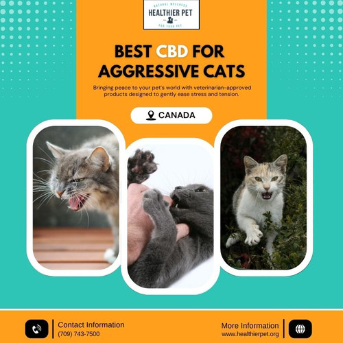 Best CBD For Aggressive Cats In Canada.jpg