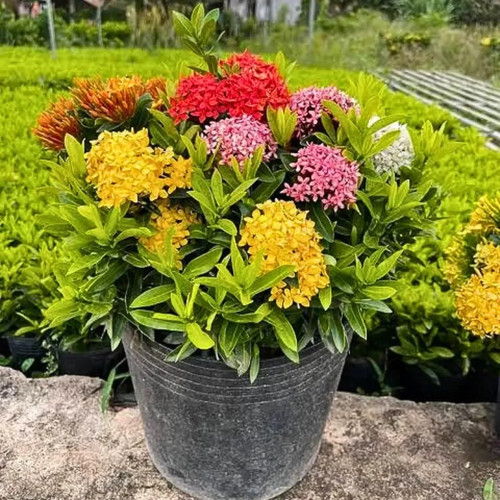 ixora red plant.jpg