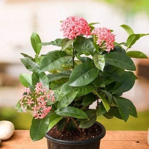 ekxora plnat 500x500.jpg