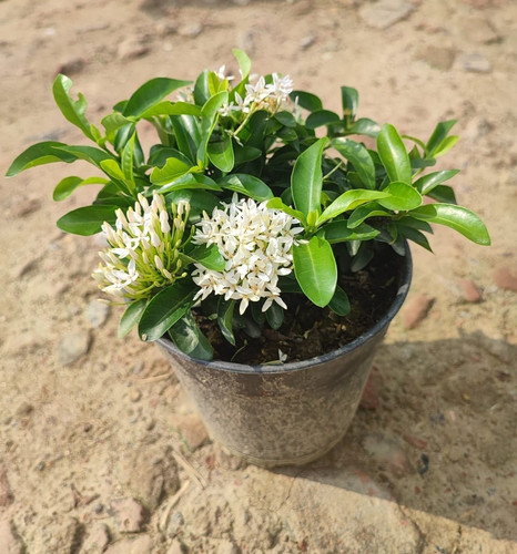 chinese white ixora mini dwarf p.jpg