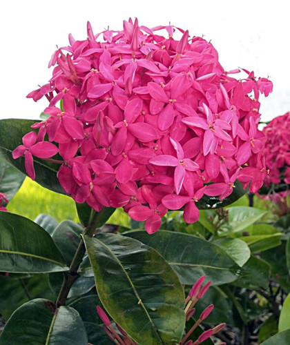 Ixora's are in Bloom!.jpg