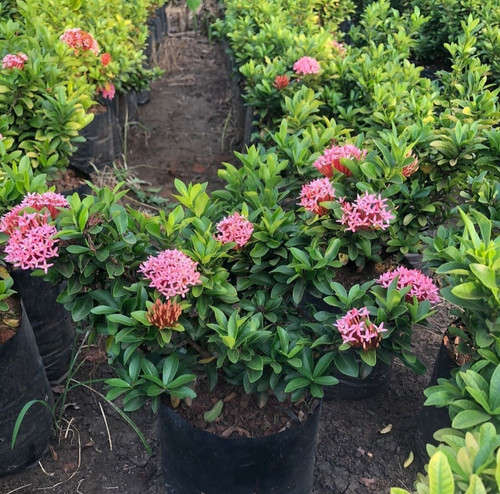 ixora flowering plant.jpg