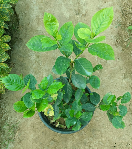 original gardenia plants.jpg