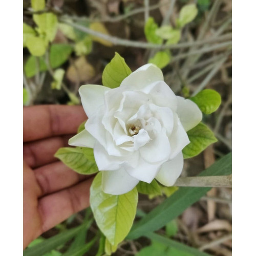 gardenia plant.jpg