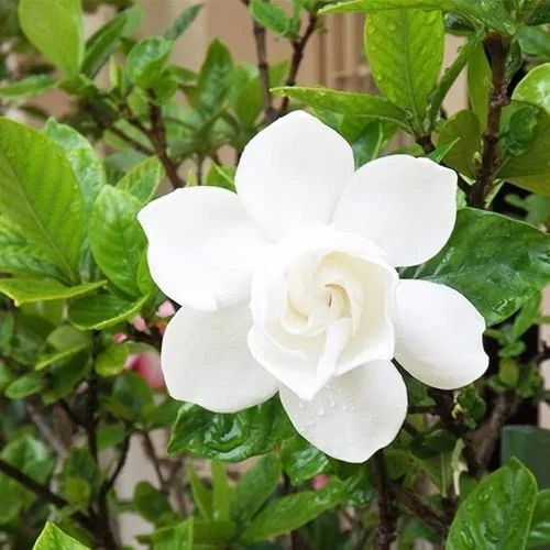 gardenia jasminoides flower 500x.jpg