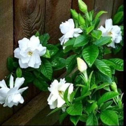 gardenia jasminoides flower.jpg