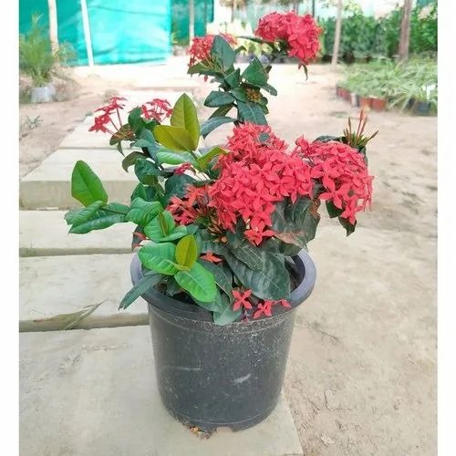 2feet ixora plant 500x500.jpg