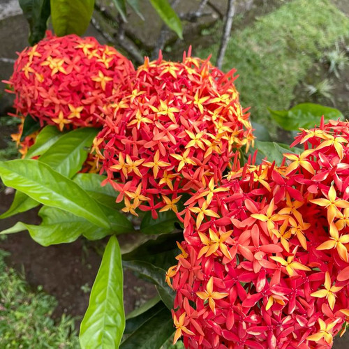 Ixora chinensis.jpg