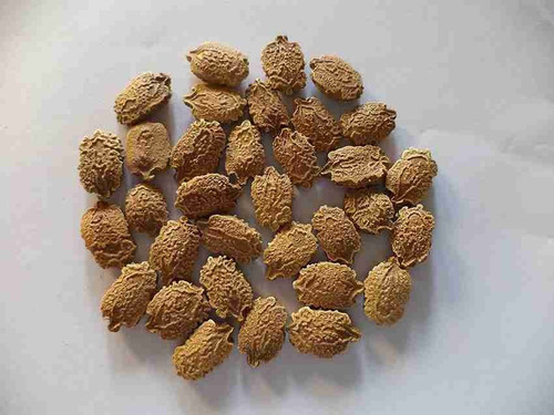50 hybrid bitter gourd seeds kar.jpg