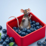 www.naked-ai.art - A red box of blue berries with a rat dancing inside