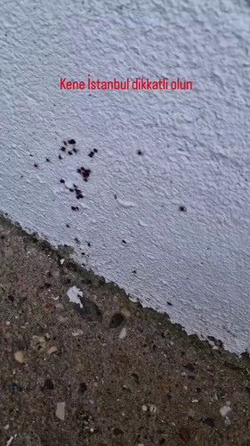 R nbX n2A7c8rt8F.jpg