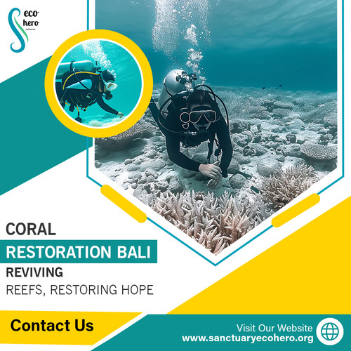 Coral Restoration Bali.jpg
