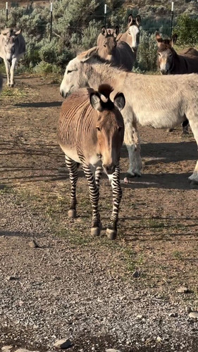 NZYO2Kk7prAG8 fW.jpg