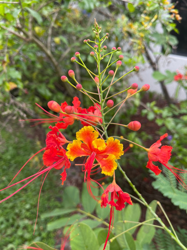 il fullxfull.4961835752 my9q.jpg