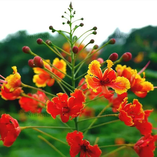peacock flower plant.jpg