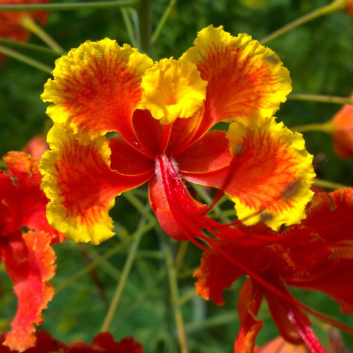 peacockflower rajamallired caesa (2).jpg