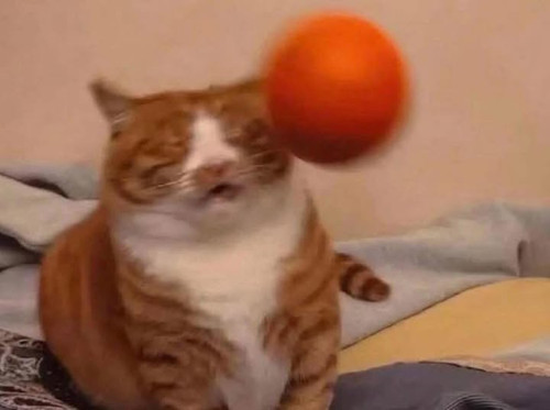 500323109 10171869067500691 1388778615281757931 n.jpg