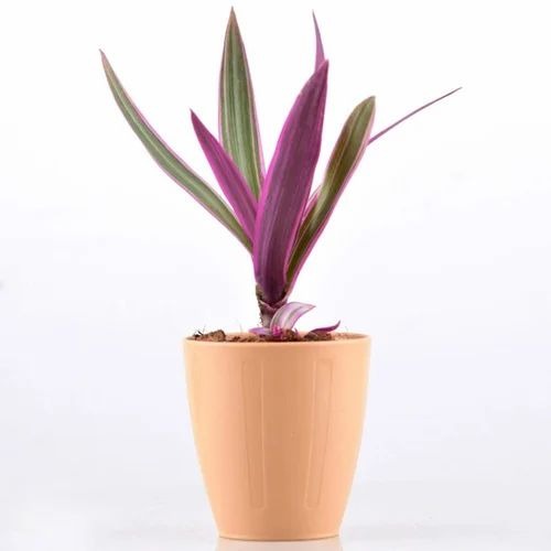 rhoeo discolor plant 500x500.jpg