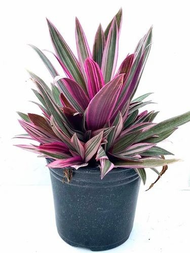 il 570xn 2325031850 rfqy 500x500.jpg