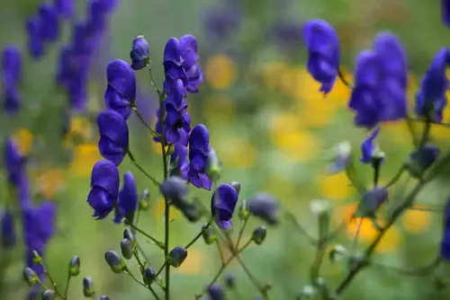 Wolfsbane Aconitum napellus.webp