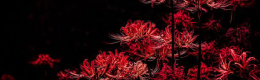 red.spiders.png