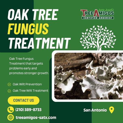 Oak Tree Fungus Treatment in San Antonio.jpg