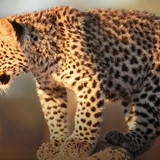 Leopardo