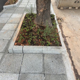 Calçada Paisagismo