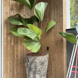 Entrada Social Vaso Paisagismo