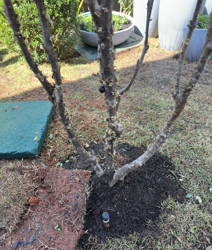 Jardim Borbulhador Jabuticabeira.jpg