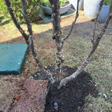 Jardim Borbulhador Jabuticabeira