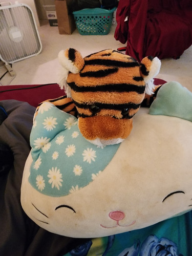 Tigey Thirteen Laying on Zab.jpg