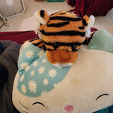 Tigey Thirteen Laying on Zab