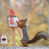 (23) Squirrels