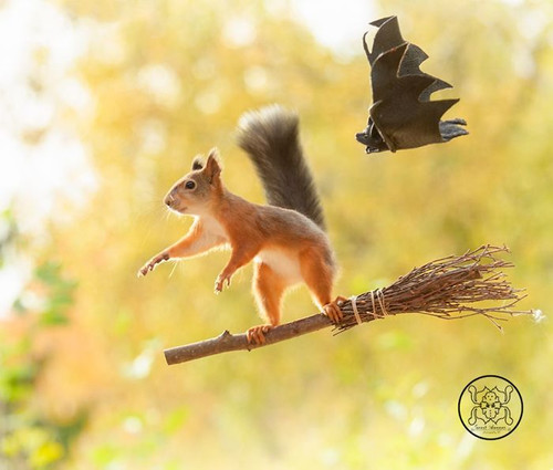 (20) Squirrels.jpg