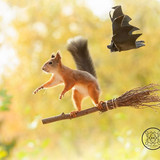 (20) Squirrels