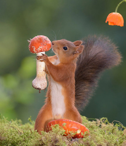 (8) Squirrels.jpg