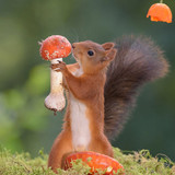 (8) Squirrels