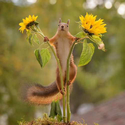 (13) Squirrels.jpg
