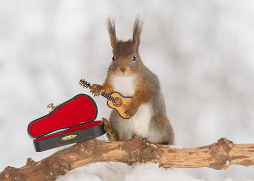 (1) Squirrels guitarist.jpg