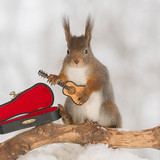 (1) Squirrels guitarist