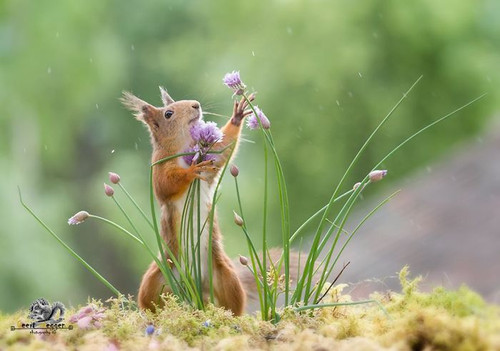 (25) Squirrels.jpg