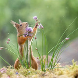 (25) Squirrels