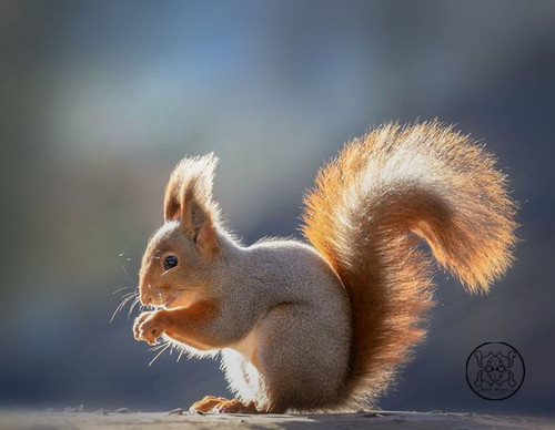 (21) Squirrels.jpg
