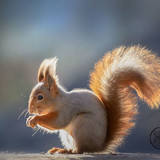 (21) Squirrels