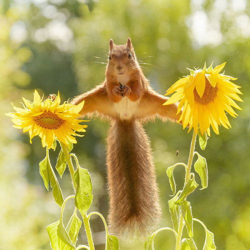 (16) Squirrels.jpg