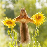 (16) Squirrels